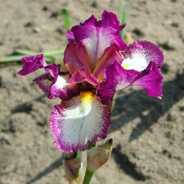 Iris germanica Autumn Encore - Bearded Iris