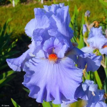 Iris germanica Baie des Anges - Bearded Iris