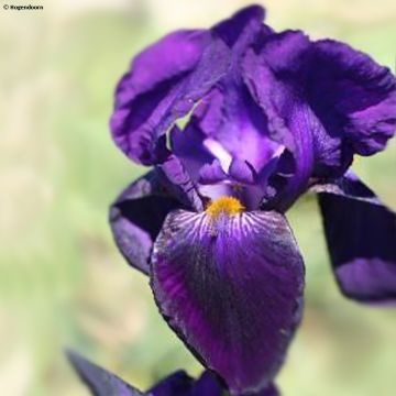 Iris germanica Bishops Robe - Bearded Iris