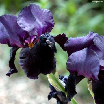 Iris germanica Black Dragon - Bearded Iris