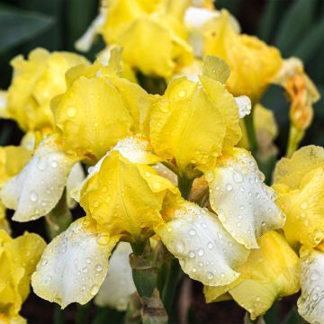 Iris germanica Blessed Again - Bearded Iris