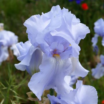 Iris germanica Blue Sapphire - Bearded Iris