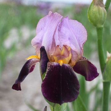 Iris germanica Bruno - Bearded Iris