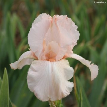 Iris germanica Cherished - Bearded Iris