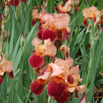 Iris germanica Cimarron Strip - Bearded Iris