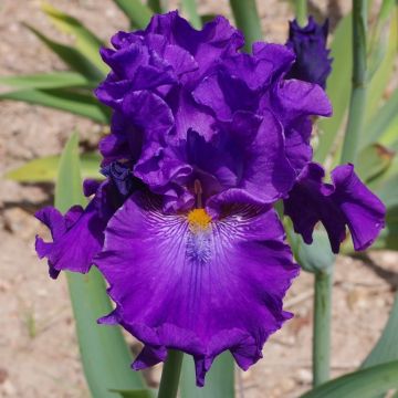 Iris germanica Confiserie - Bearded Iris
