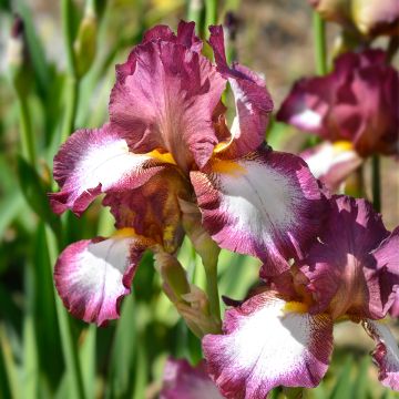 Iris germanica Crinoline - Bearded Iris