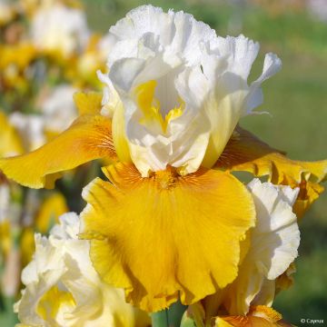 Iris germanica Delicieux Caramel - Bearded Iris