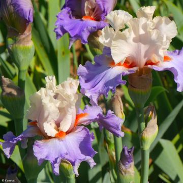 Iris germanica Dernier Cri
