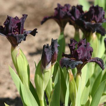 Iris germanica Devil Baby