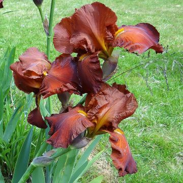 Iris germanica Dutch Chocolate - Bearded Iris