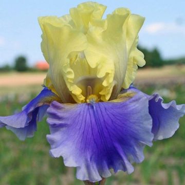 Iris germanica Edith Wolford - Bearded Iris