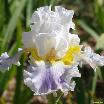 Iris germanica En Ebullition - Bearded Iris