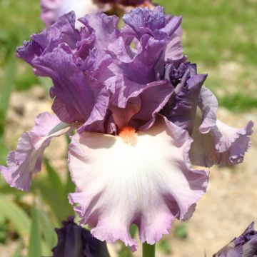 Iris germanica Fashion Statement