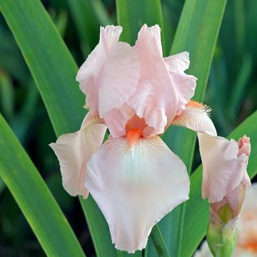 Iris germanica Flamant Rose - Bearded Iris