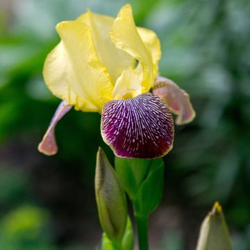 Iris germanica Flaming Dragon - Bearded Iris