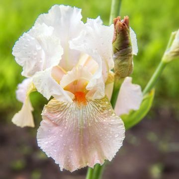 Iris germanica Frappé