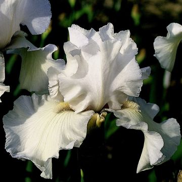 Iris germanica Frison-Roche - Bearded Iris