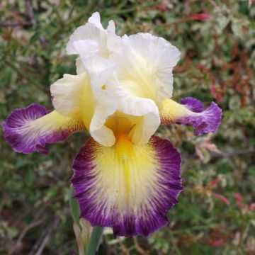Iris germanica Galopade
