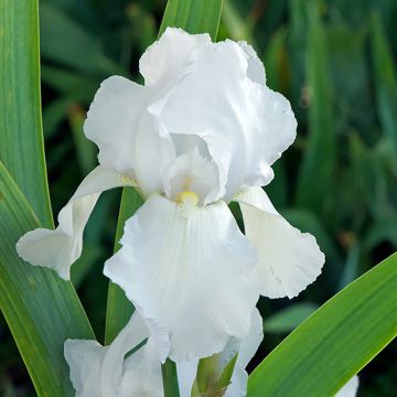 Iris germanica Glacier