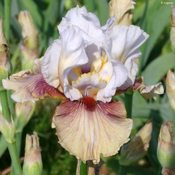 Iris germanica Guatemala