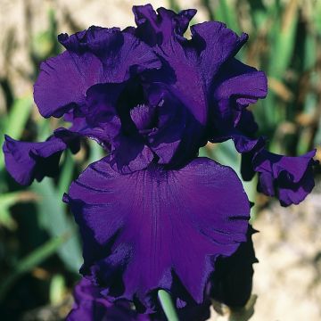 Iris germanica High Stakes - Bearded Iris