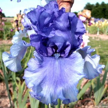 Iris germanica Honky Tonk Blues