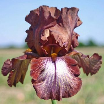 Iris Huckleberry Fudge