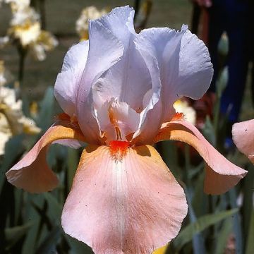 Iris germanica Invitation - Bearded Iris