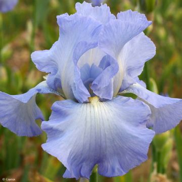 Iris germanica Joyful Skies