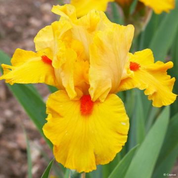 Iris germanica Jus de Pomme