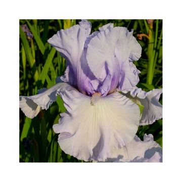 Iris germanica La part des Anges - Bearded Iris