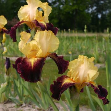 Iris Let's Boogie