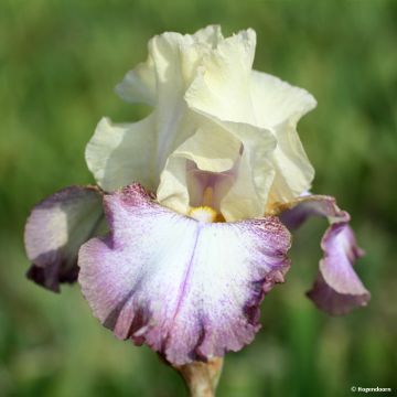 Iris germanica Lucky Locket - Bearded Iris