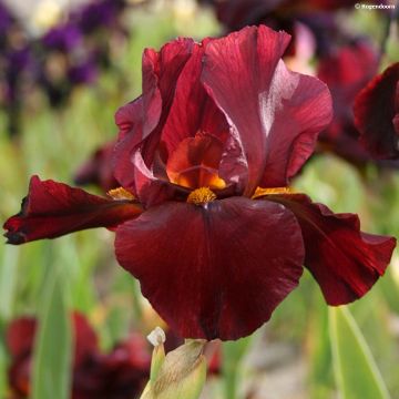 Iris germanica Man from Rio