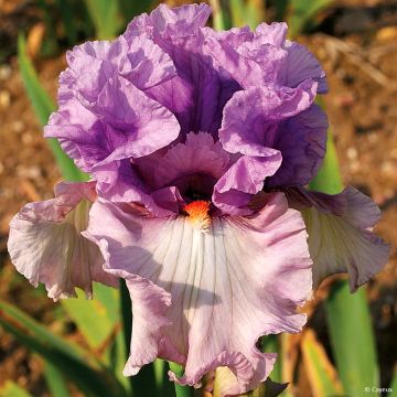 Iris Modern Woman - Bearded Iris