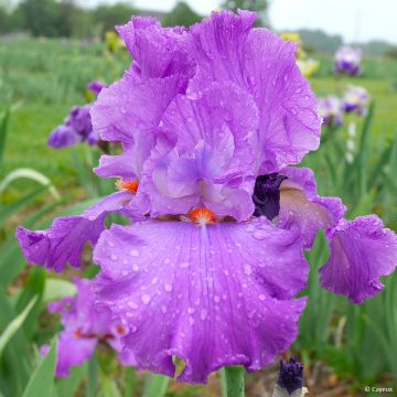 Iris Morning Mail - Bearded Iris