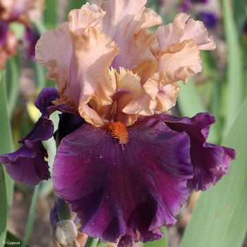 Iris Naples - Tall Bearded Iris