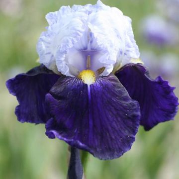 Iris Night Edition - Tall Bearded Iris