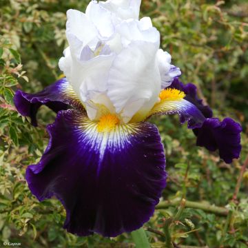 Iris Noctambule - Tall Bearded Iris