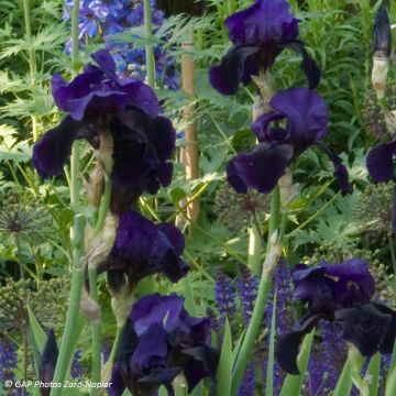Iris Old Black Magic - Tall Bearded Iris