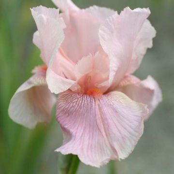 Iris germanica Blushing Pink - Bearded Iris