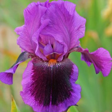 Iris germanica Pagan Dance - Iris des jardins