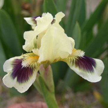 Iris Petit Bijou