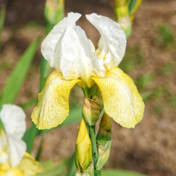 Iris germanica Pinnacle - Iris des Jardins