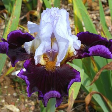 Iris Profond Mystère - Bearded Iris