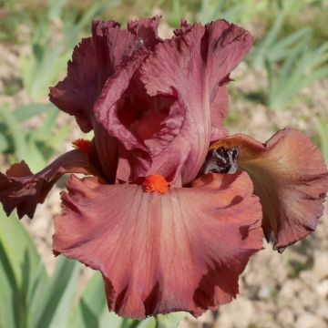Iris Rouge de Plaisir - Bearded Iris
