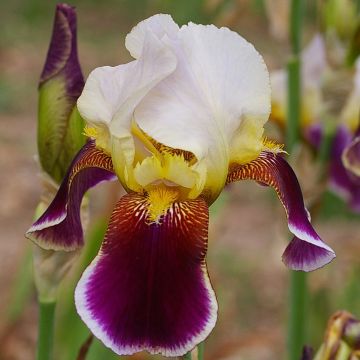 Iris Shah Jehan - Tall Bearded Iris