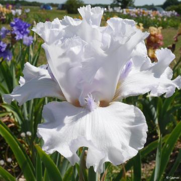 Iris Sharper Image - Tall Bearded Iris