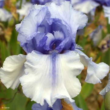 Iris Sovereign Crown - Tall Bearded Iris
